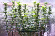 05-13-2021 Continuous Grow  - 2.jpeg
