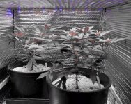 05-13-2021 Continuous Grow  - 7.jpeg