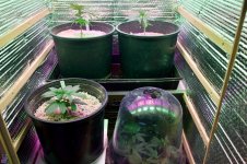 05-13-2021 Continuous Grow  - 8.jpeg