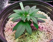 05-13-2021 Continuous Grow  - 9.jpeg