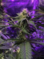 photo138635.jpg