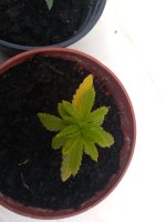 IMG_20210515_130852.jpg