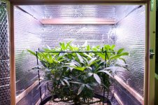 Click image for larger version  Name:	04-17-2021 Blue Dream Flip - 3.jpeg Views:	0 Size:	441.4 KB ID:	515146
