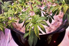 Click image for larger version  Name:	04-17-2021 Blue Dream Flip - 3.jpeg Views:	0 Size:	441.4 KB ID:	515146