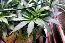 04-17-2021 Blue Dream Flip - 4.jpeg