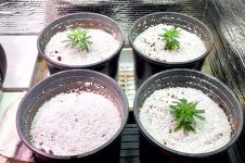 Click image for larger version  Name:	04-17-2021 Blue Dream Flip - 3.jpeg Views:	0 Size:	441.4 KB ID:	515146