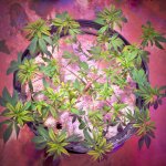 Click image for larger version  Name:	04-17-2021 Blue Dream Flip - 3.jpeg Views:	0 Size:	441.4 KB ID:	515146