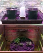 Click image for larger version  Name:	04-17-2021 Blue Dream Flip - 3.jpeg Views:	0 Size:	441.4 KB ID:	515146