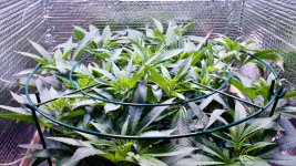 Click image for larger version  Name:	04-17-2021 Blue Dream Flip - 3.jpeg Views:	0 Size:	441.4 KB ID:	515146