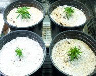 Click image for larger version  Name:	04-22-2021 Blue Dream - 1.jpeg Views:	0 Size:	477.6 KB ID:	515198