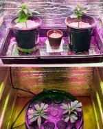 Click image for larger version  Name:	04-22-2021 Blue Dream - 1.jpeg Views:	0 Size:	477.6 KB ID:	515198