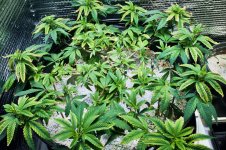 Click image for larger version  Name:	04-22-2021 Blue Dream - 1.jpeg Views:	0 Size:	477.6 KB ID:	515198