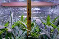 05-01-2021 Blue Dream - 4.jpeg