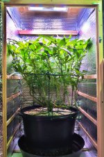 05-01-2021 Blue Dream - 3.jpeg