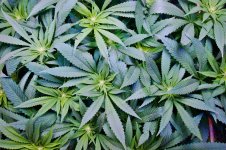 05-01-2021 Blue Dream - 2.jpeg