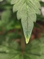 IMG_20210518_200701.jpg