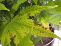 IMG_0374.JPG