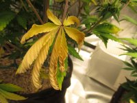 IMG_0370.JPG