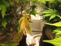 IMG_0369.JPG