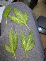 PXL_20210529_171706256.jpg