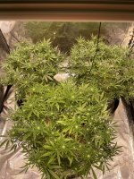flowertentDay15.jpg