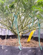 greencrack.jpg