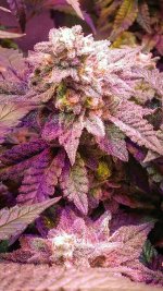 photo139729.jpg