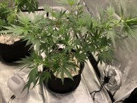 6D878846-63F5-4615-9275-9F68C2CB43C6.jpeg