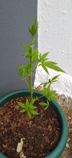 IMG_20210609_181431.jpg