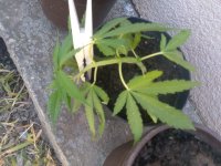 IMG_20210615_103318.jpg