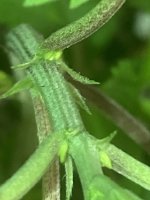 8F828174-3D65-456C-B00D-397BD3249B53.jpeg
