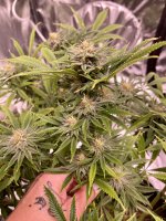 StrawberryCough Poly.jpg