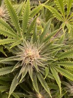 StrawberryCough top view.jpg