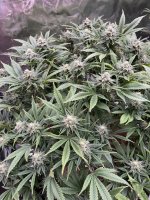 Green Crack full.jpg