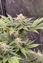 Green Crack.jpg
