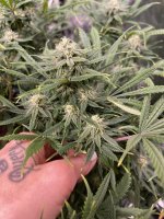 White Widow.jpg