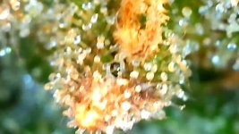 IMG_1955.jpg