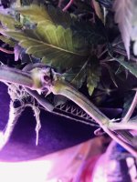 25D84E3D-D123-4766-BB02-F07F8F5AB6DF.jpeg