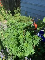 B76E357B-0EA0-41E6-9A8D-15776C31DD56.jpeg