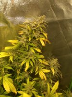 Papaya.jpg