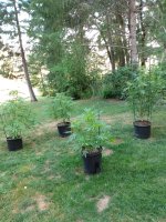 photo141826.jpg
