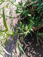 IMG_20210720_161025.jpg