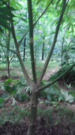 photo142455.jpg