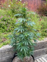 Plant.jpg