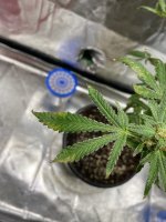 neem1.jpg