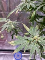 neem3.jpg