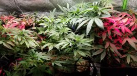 GDP & Amnesia.jpg