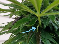 Widow1 green worm.jpg