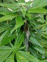Widow1 - More slimy leaves.jpg