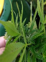 Widow1 lower buds look better.jpg